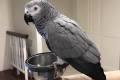 Congo African Grey (Psittacus erithacus) Dostpny w sprzeday!